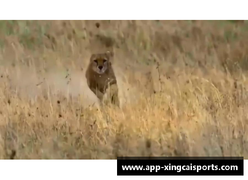 猎豹速度：足球场上的疾风